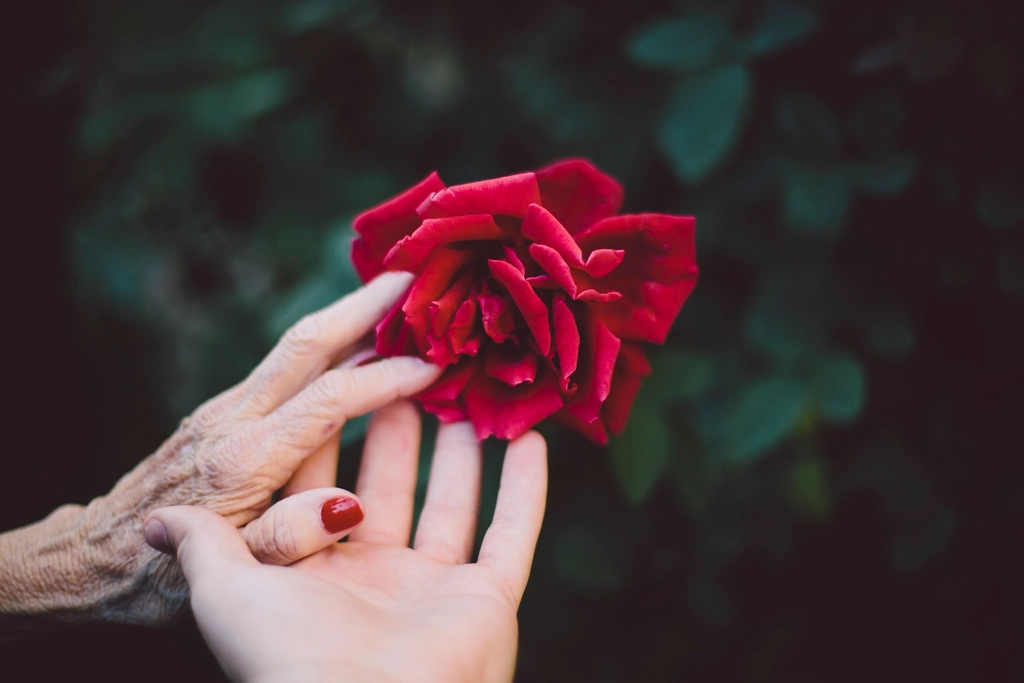 장미 한 송이를 건네는 나이 든 손과 젊은 손